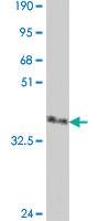 Anti-DIRAS2 Mouse Polyclonal Antibody