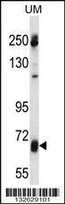 Anti-GGT7 Rabbit Polyclonal Antibody (APC (Allophycocyanin))