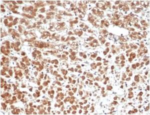 Antibody A278250-100 100 µg