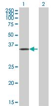 Anti-GAP43 Mouse Polyclonal Antibody