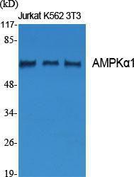 Anti-AMPK alpha 1 + AMPK alpha 2 Rabbit Polyclonal Antibody