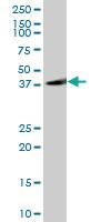 Anti-GAP43 Mouse Polyclonal Antibody