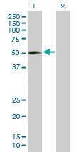 Anti-VIPR1 Mouse Polyclonal Antibody