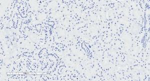 Anti-NPR3 Antibody (A83527) Negative Control showing staining of paraffin embedded Human Kidney, with no primary antibody