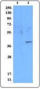 Anti-MCP-8 Rat Monoclonal Antibody [clone: TUG8]