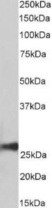 Anti-Peroxiredoxin 6 Goat Polyclonal Antibody