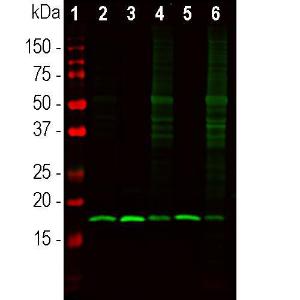 Antibody anti-beta SYNUCLEIN 100 µl