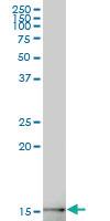 Anti-GABARAPL2 Mouse Polyclonal Antibody