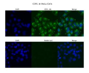 Anti-CDYL Rabbit Polyclonal Antibody