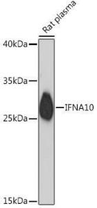 Western blot analysis of extracts of Rat plasma, using Anti-Interferon alpha 10 Antibody (A93240) at 1:1,000 dilution