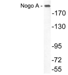 Western blot analysis of lysate from COLO205 cells using Anti-Nogo A Antibody