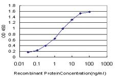 Anti-NFYB Mouse Monoclonal Antibody [clone: 6H6]