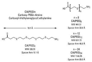 Pierce™ Pegylation Reagents, Carboxy-PEG-Amine Compounds