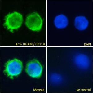 Anti-ITGAM Antibody (A83530) Immunofluorescence analysis of paraformaldehyde fixed U937 cells, permeabilized with 0.15% Triton