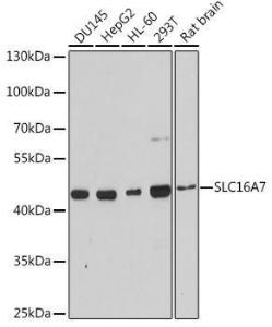 Western blot analysis of extracts of various cell lines, using Anti-MCT2 Antibody (A9130) at 1:3000 dilution