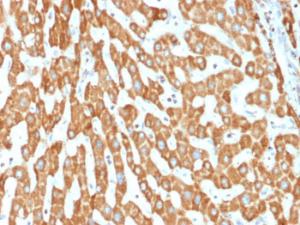 Antibody A249624-100 100 µg