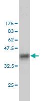 Anti-SH2D3C Mouse Monoclonal Antibody [clone: 3B2]