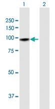 Anti-GTSE1 Rabbit Polyclonal Antibody