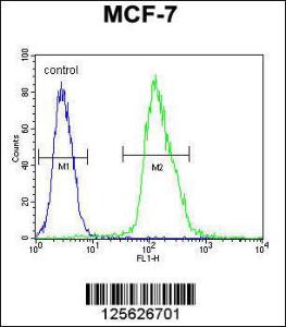 Anti-MFAP4 Rabbit Polyclonal Antibody (HRP (Horseradish Peroxidase))