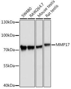 Anti-MT4-MMP Antibody (A9132)