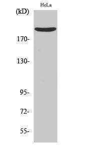 Western blot analysis of various cells using Anti-Nogo A Antibody