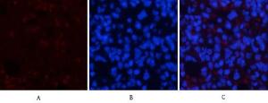 Anti-AMPK alpha 1 + AMPK alpha 2 Rabbit Polyclonal Antibody