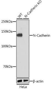 Antibody A305345-100 100 µl