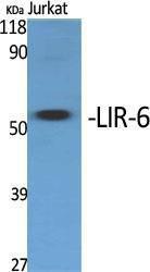 Anti-LILRA1 Rabbit Polyclonal Antibody