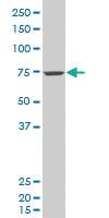 Anti-CASC3 Mouse Polyclonal Antibody