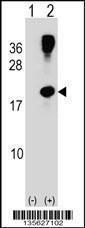 Anti-RHOG Rabbit Polyclonal Antibody