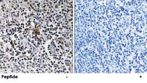 Anti-RPS3 Rabbit Polyclonal Antibody