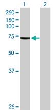 Anti-BEST1 Mouse Polyclonal Antibody