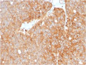 Immunohistochemical analysis of formalin-fixed, paraffin-embedded human pancreas using Anti-HSP90 beta Antibody [HSP90AB1/3952]