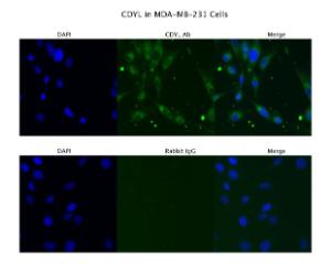 Anti-CDYL Rabbit Polyclonal Antibody