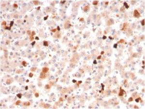 Immunohistochemical analysis of formalin-fixed, paraffin-embedded human liver using Anti-Apolipoprotein A1 Antibody [APOA1/3661]