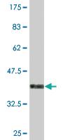 Anti-FAF1 Mouse Monoclonal Antibody [clone: 1G6]