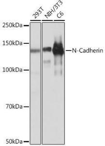 Antibody A305345-100 100 µl