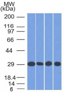 Antibody A249624-100 100 µg