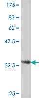 Anti-PCDHGB5 Mouse Polyclonal Antibody