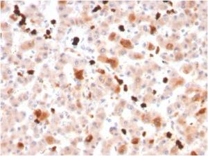 Immunohistochemical analysis of formalin-fixed, paraffin-embedded human liver using Anti-Apolipoprotein A1 Antibody [APOA1/3661]