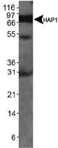 Anti-HAP1 Mouse Monoclonal Antibody [clone: 1B6]