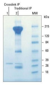 Crosslink immunoprecipitation (IP) kit, Pierce™