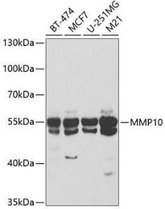 Antibody anti-MMP10 100 µl