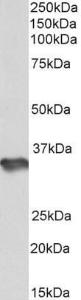 Anti-HS3ST1 Goat Polyclonal Antibody