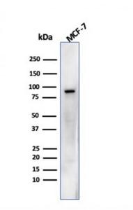 Western blot analysis of MCF-7 cell lysate using Anti-HSP90 beta Antibody [HSP90AB1/3952]