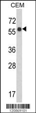 Anti-WDR1 Rabbit Polyclonal Antibody