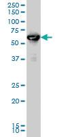 Anti-RUNX2 Mouse Monoclonal Antibody [clone: 2B9]