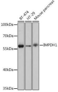 Western blot analysis of extracts of various cell lines, using Anti-IMPDH1 Antibody (A93244) at 1:1,000 dilution. The secondary antibody was Goat Anti-Rabbit IgG H&L Antibody (HRP) at 1:10,000 dilution.