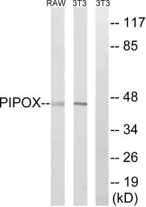 Anti-PIPOX antibody