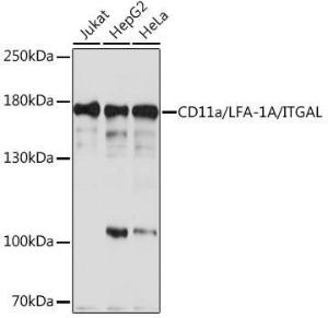 Western blot analysis of extracts of various cell lines, using Anti-CD11a Antibody (A93245) at 1:1,000 dilution. The secondary antibody was Goat Anti-Rabbit IgG H&L Antibody (HRP) at 1:10,000 dilution.